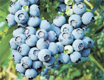 blueberry